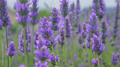 Seamless loop video of lavender flowers swaying gently in the breeze. Close-up shot with soft focus, perfect for relaxation, spa background, nature therapy and wellness content.