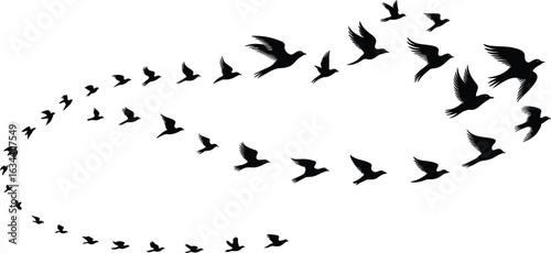 Spiral bird flight silhouette, black flying birds vector, motion and growth concept, nature evolution design, dynamic wildlife illustration
