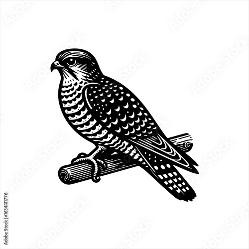 Falcon perched illustration