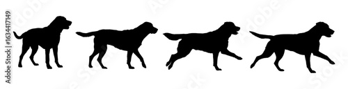 Labrador retriever silhouette set in various poses, side view vector illustration
