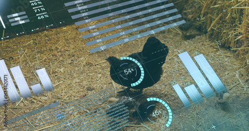 Displaying holographic charts around black chicken in barn on straw floor, with scattered eggs