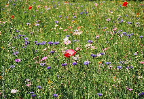 Obraz kwietna łąka,mak	