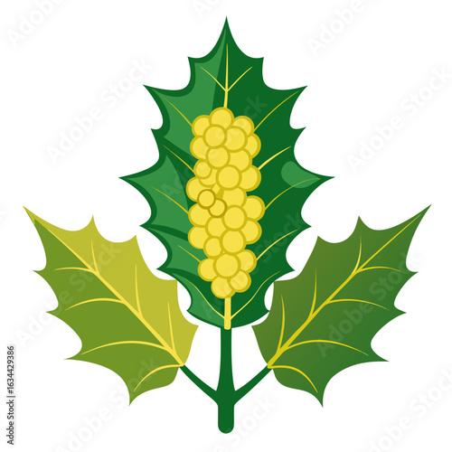  mahonia aquifolium  vector on white-background