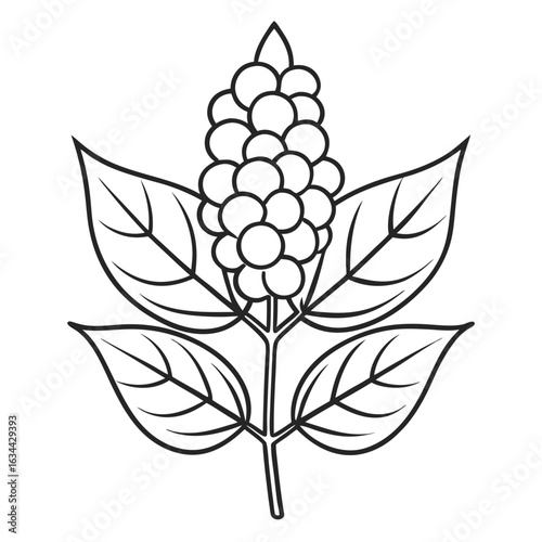  mahonia aquifolium line art vector on white-background