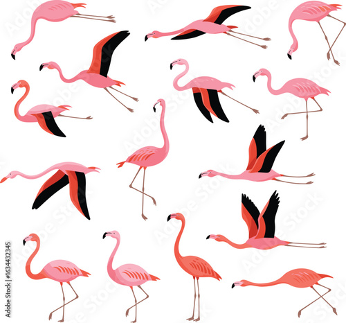 Pink flamingo illustrations, tropical bird clipart, flying flamingos, walking flamingos, exotic wildlife, animal vector, flamingo set, nature theme, decorative design, colorful birds, wings spread
