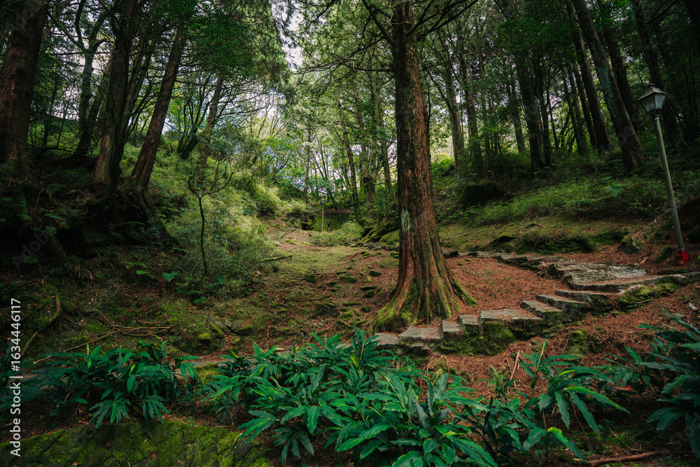 Fototapeta premium A serene, misty forest path leads into a dark, mossy woodland. Stone steps and a lantern add a touch of mystery.