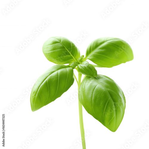 Fresh green basil leaves isolated on a white background, showcasing their vibrant color and natural texture, perfect for culinary or botanical use.