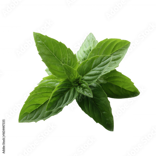 Fresh green basil leaves isolated on a white background, showcasing their vibrant color and unique texture, ideal for culinary and herbal themes.