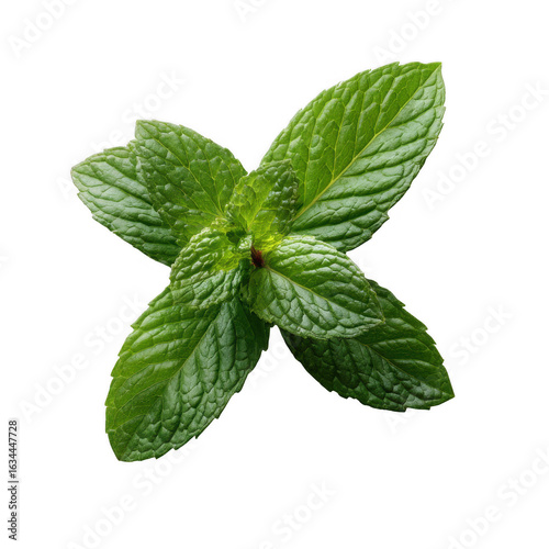 Fresh green mint leaves isolated on white background, ideal for flavor, cooking, and herbal remedies. Natural and aromatic leaves for culinary use and decoration.