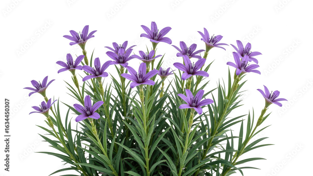 Fototapeta premium Vibrant purple flowers bloom amidst lush green foliage, creating stunning display of nature beauty. This arrangement evokes sense of tranquility