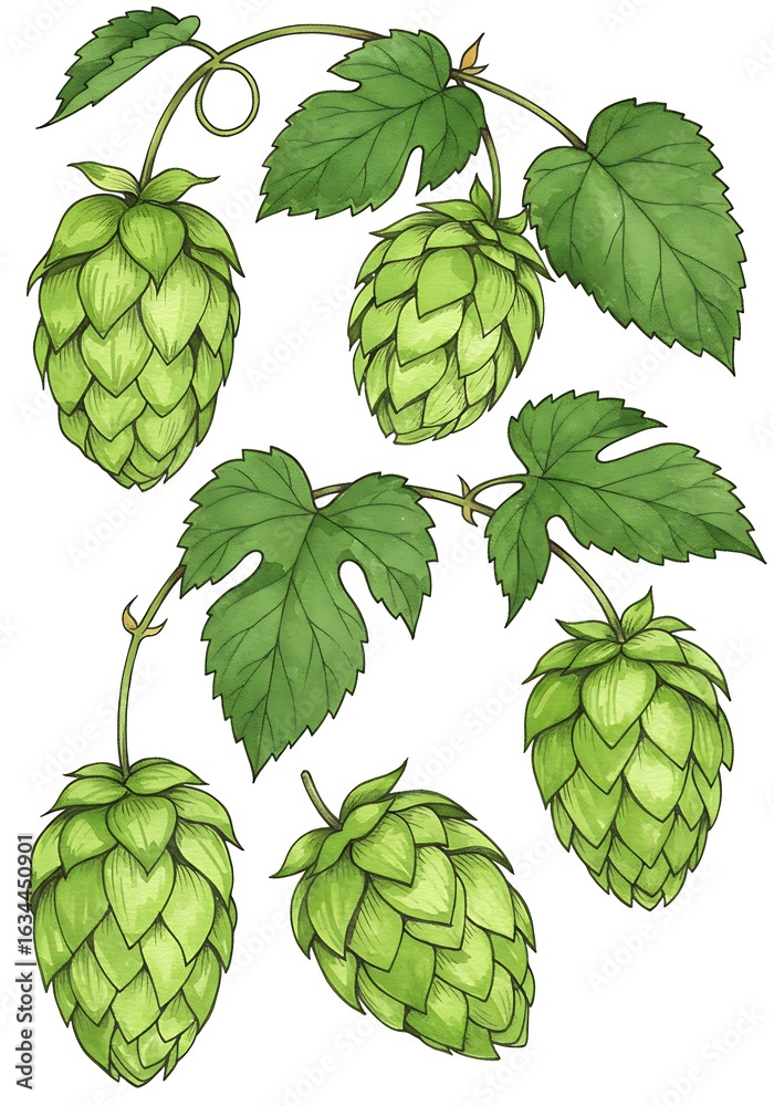 Fototapeta premium Vibrant Green Hops Botanical Illustration