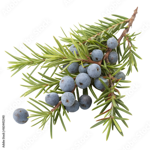Fresh juniper berries with blue-gray hue isolated on transparent background
