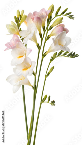 Elegant freesia flowers isolated on transparent background