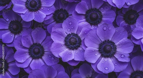 Macro top view of purple anemone flowers with dew drops – open blossoms with detailed petals – natural floral background in photographic style