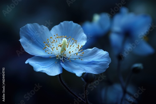 The exquisite blue blossom, its delicate petals illuminated by the gentle glow, is a masterpiece of nature's artistry.