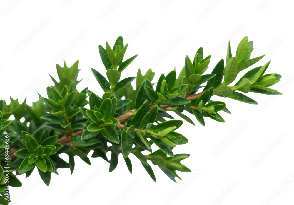 Green thyme branch with small leaves isolated on transparent background Green thyme branch with small leaves isolated on transparent background