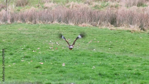 Red Kite (Milvus milvus)