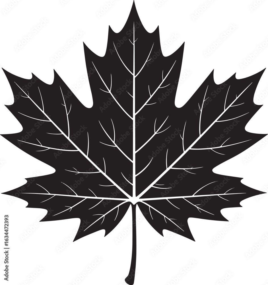 Fototapeta premium Detailed Maple Leaf Silhouette Vector Illustration on Transparent Backdrop for Design Projects
