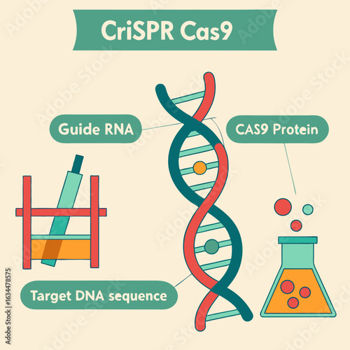 Crispr Cas9 Gene Editing Illustration