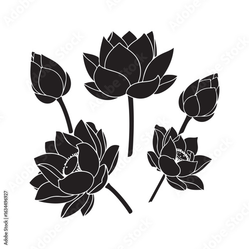 Black Lotus Flowers and Buds Silhouettes on White Background