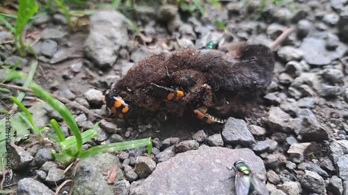 Schwarzhörnige Totengräber (Nicrophorus vespilloides) mit Schmarotzermilben (Poecilochirus carabi ) an toter Spitzmaus