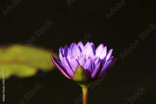 Purple lotus flower with lily pads