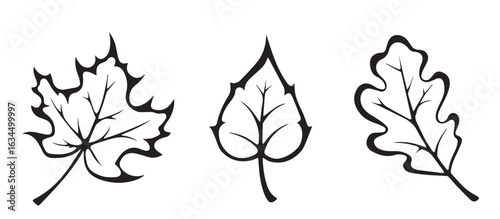 Autumn leaves. Vector black contours. Vector black contours of autumn maple, oak and birch leaves isolated on white.

