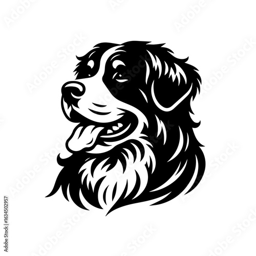 Bernese mountain dog head with tongue out isolated on white background