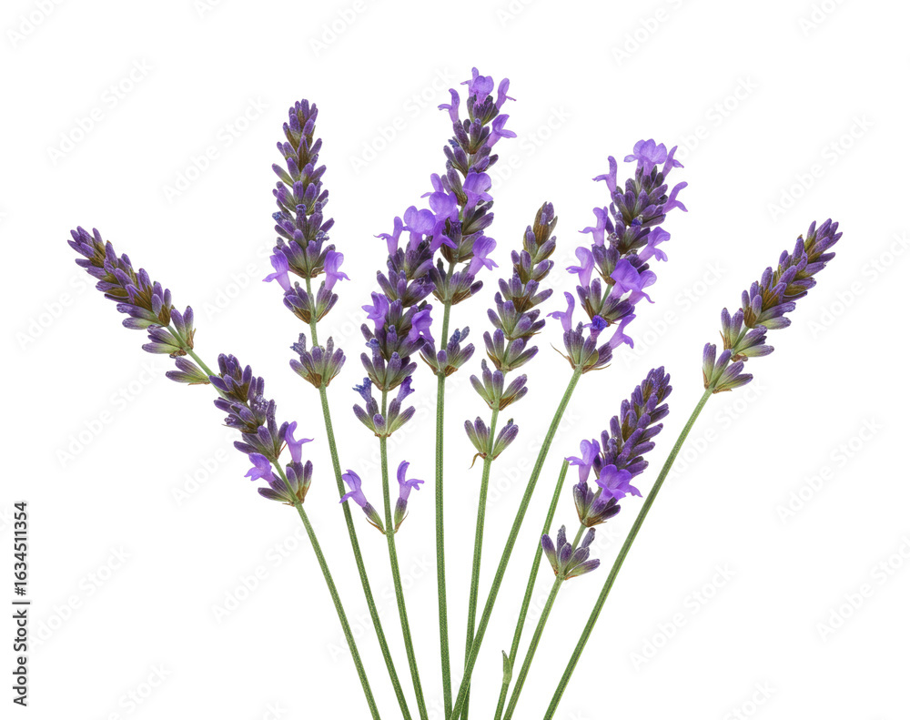 Fototapeta premium Vibrant purple lavender stems displaying natural elegance. Cut out PNG