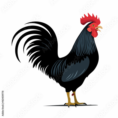 A detailed vector illustration of a proud black rooster standing tall and crowing, with large arched tail feathers isolated on white.