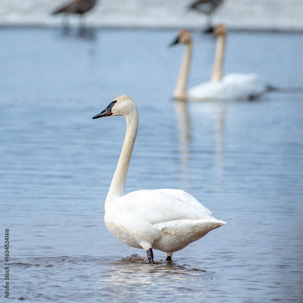 Fototapeta premium Trumpeter Swan