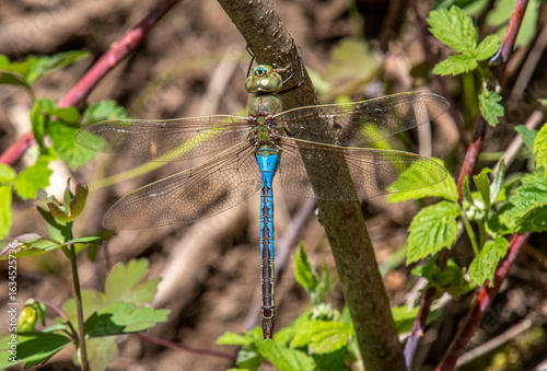 Common Green Darner
