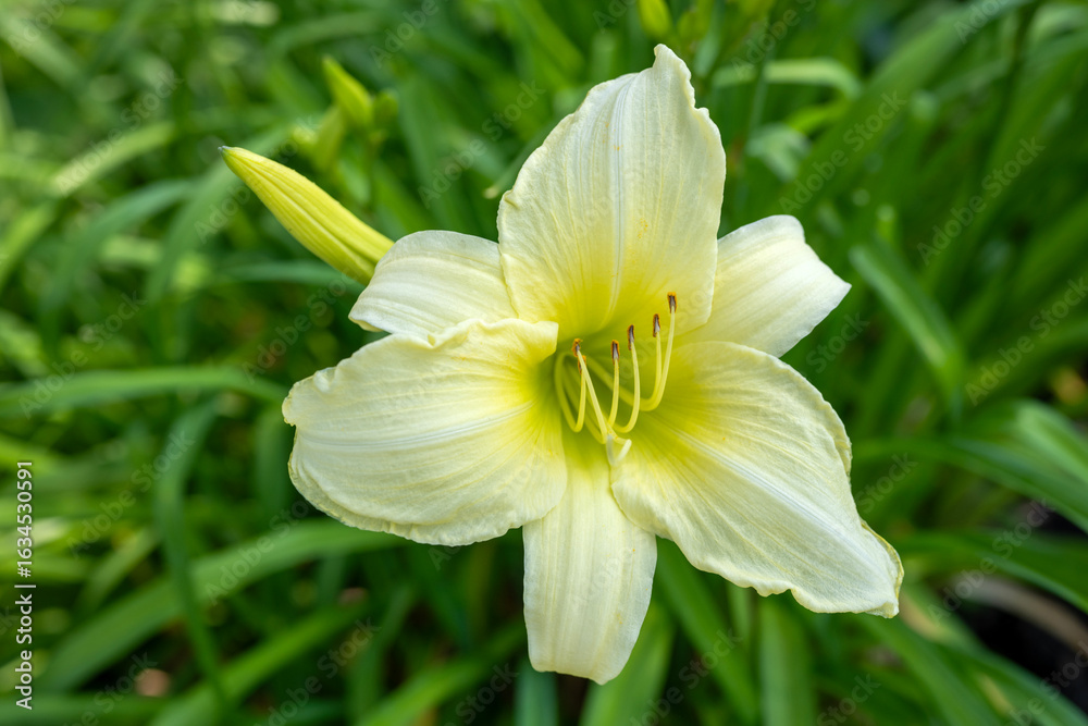 Obraz premium Hemerocallis lilioasphode with its stamens and pistil