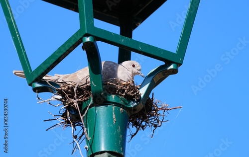 Squattage réverbère oiseau