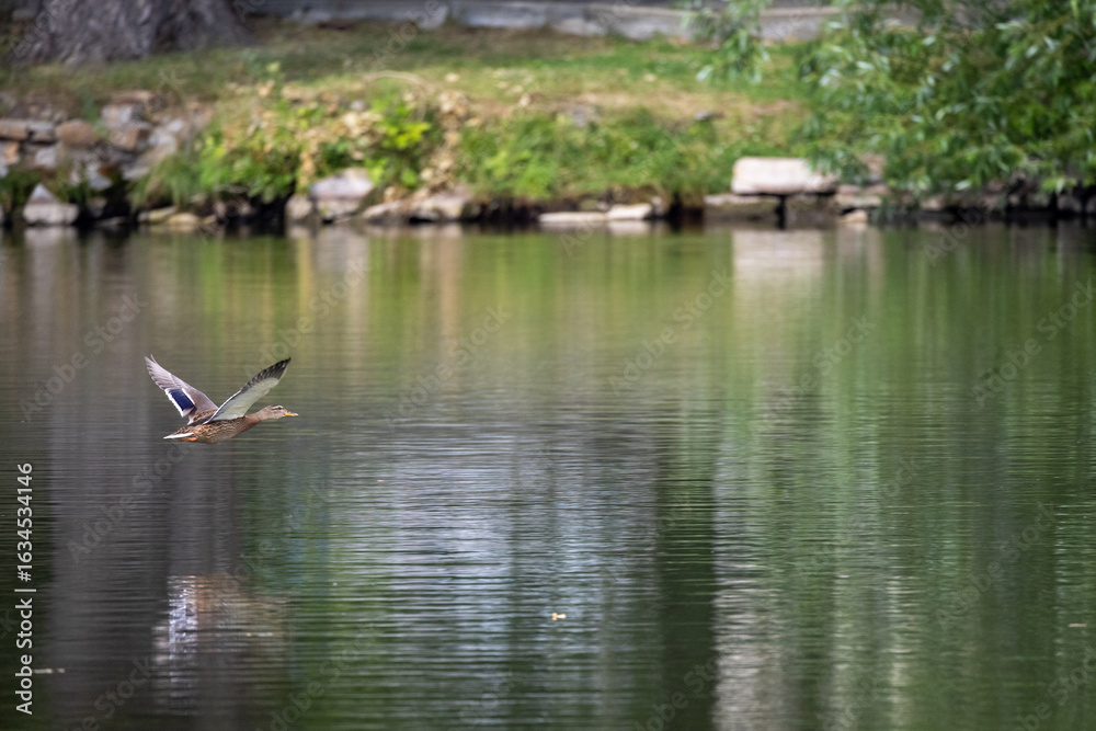 Fototapeta premium ducks on the water