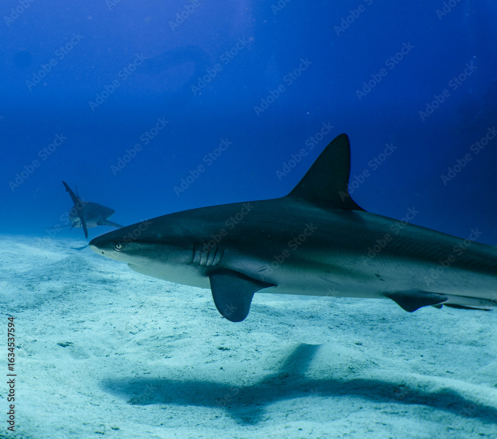 Fototapeta premium Reef Sharks