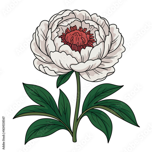 Elegant white peony flower with red center and green leaves