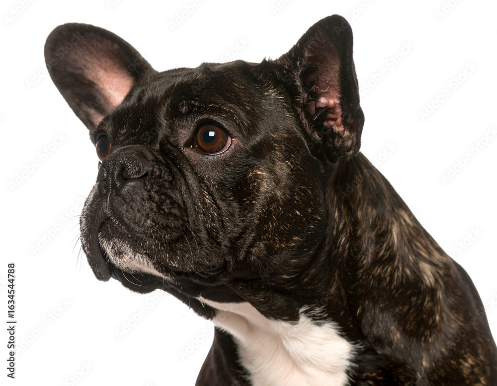 Fototapeta premium french bulldog isolated on white