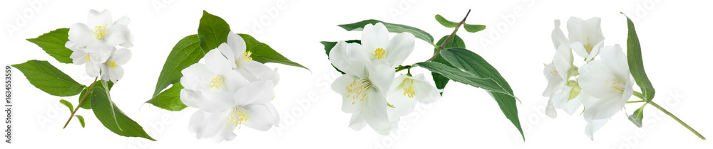 Fototapeta premium Fragrant jasmine flowers and leaves isolated on white, set