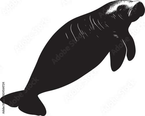 Manatee Executing a Roll A silhouette of a manatee with its body tilted, tail and flippers extended during a fluid movement. Full-length silhouette black vector illustration.