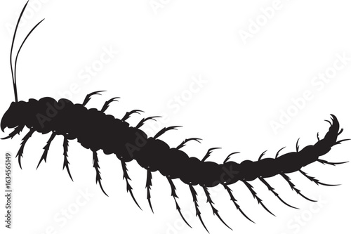 Centipede Sensing Body still with antennae extended, sensing its surroundings. full length silhouette black vector illustration