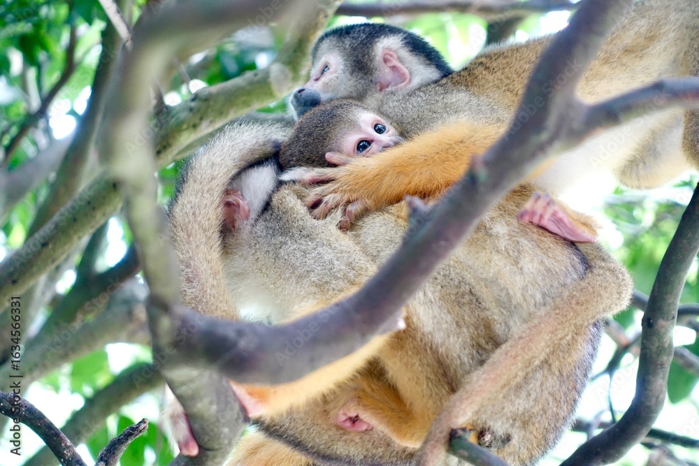 Fototapeta premium 木の上のリスザルの親子