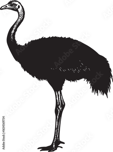 Ostrich on guard neck fully extended, head held high, and wings tucked close to the body in a full-length silhouette.