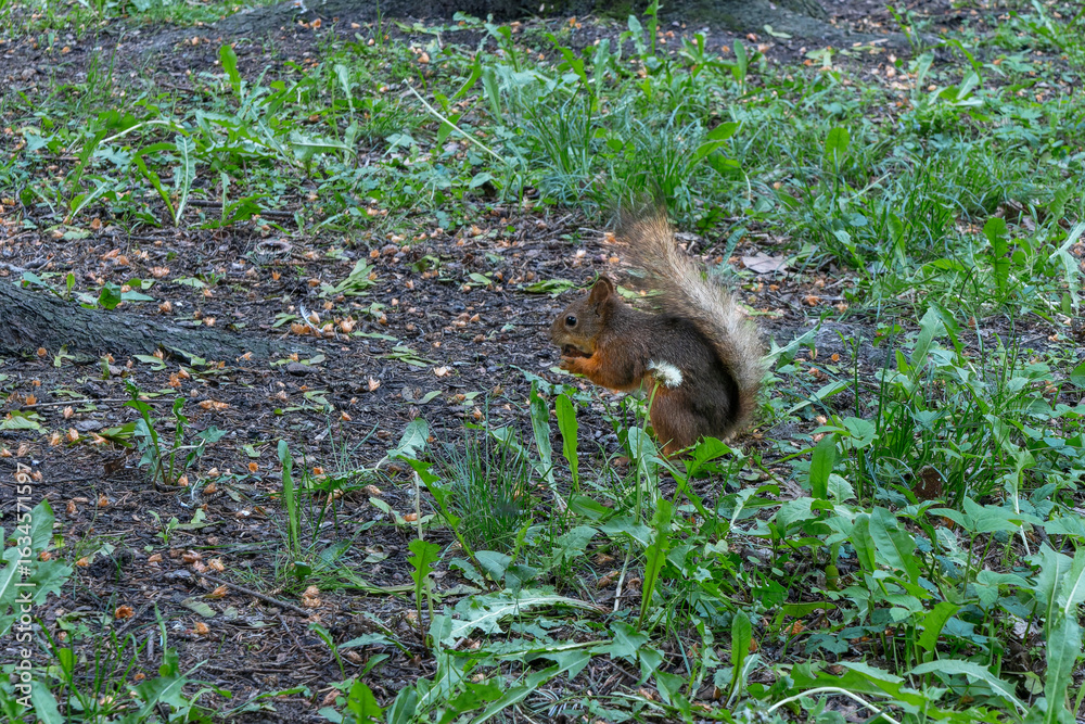 Obraz premium A Squirrel In Its Natural Habitat Foraging Amidst Green Foliage And Earthy Ground. Symbol Of Resilience And Adaptation In Nature Captured Through A Squirrel's Journey.