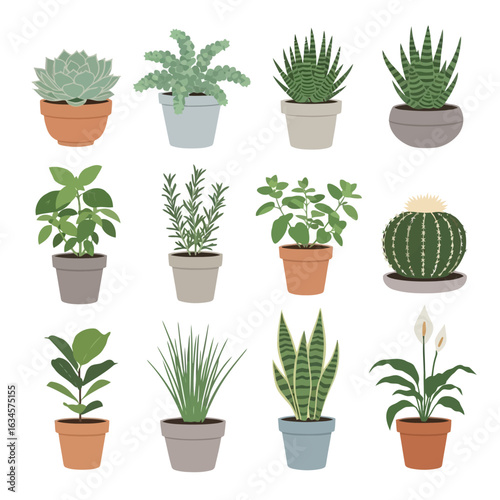Vector art of collection of twelve potted plants and succulents with various green foliage, isolated on white background