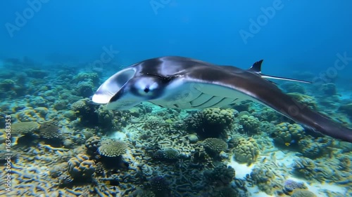 Wallpaper Mural Graceful manta ray glide over vibrant coral reef underwater Torontodigital.ca