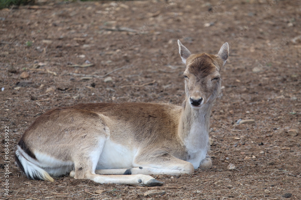 Fototapeta premium deer in the woods