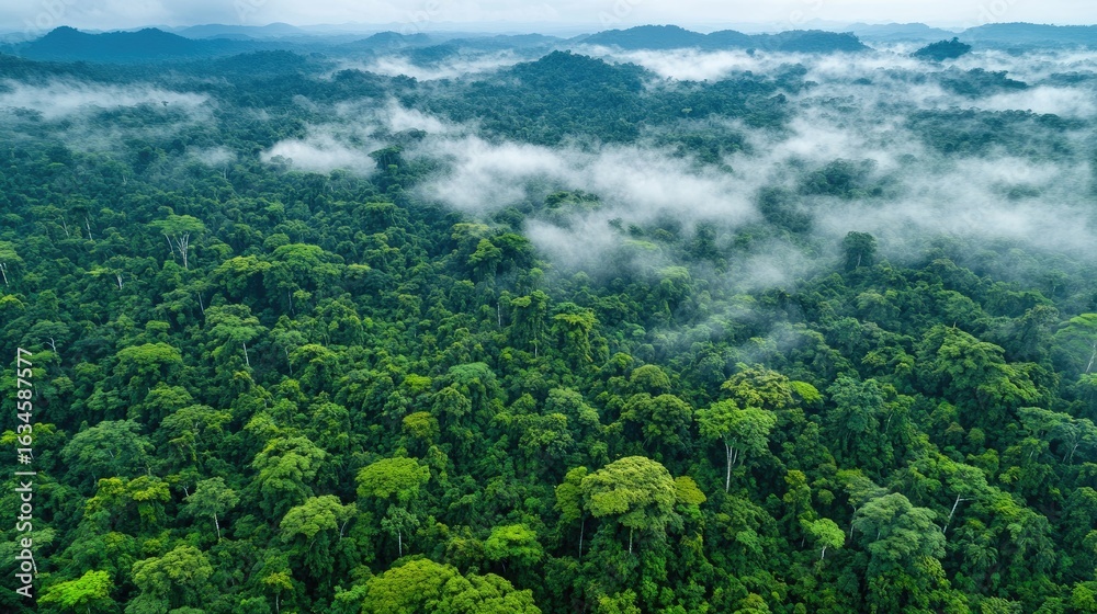 Obraz premium Drone shot over thick green forest on mountain slopes with patches of fog hugging the terrain