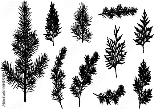 Tree outdoor travel black silhouette coniferous natural badges, tops pine spruce branch cedar and plant leaf abstract stem drawing vector illustration