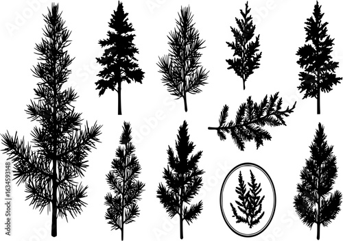 Tree outdoor travel black silhouette coniferous natural badges, tops pine spruce branch cedar and plant leaf abstract stem drawing vector illustration